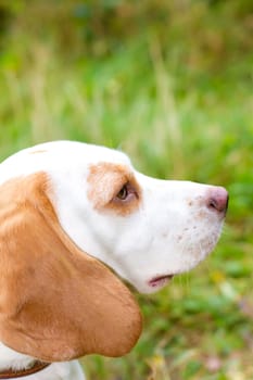 Beagle in a field looking out