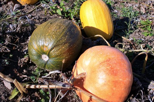Fruits of a ripe pumpkin lie on the earth