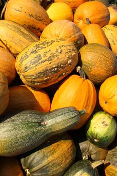 The ripe pumpkin lies on a bed