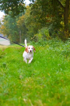 Beagle being walked on a lead in the field