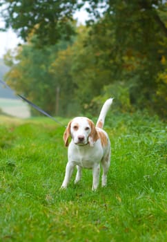 Beagle being walked on a lead in the field