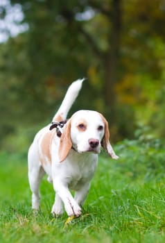 Beagle being walked off a lead in the field