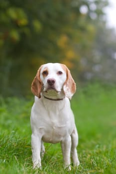 Beagle being walked off a lead in the field