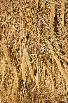 Sheaf of an autumn dry grass