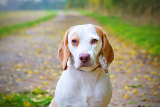 Beagle in a field looking up