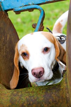 beagle having fun on a walk