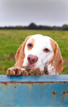 beagle climbing up for a peep