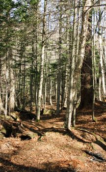 Coniferous trees of an autumn taiga