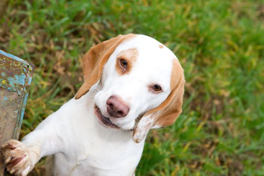 Beagle in a field looking up