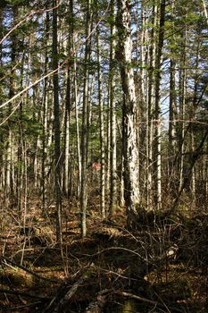 Coniferous trees of an autumn taiga