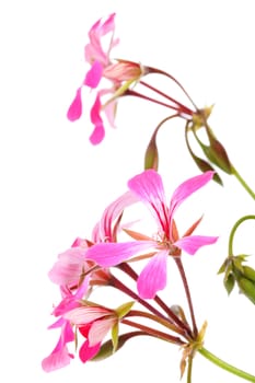 Pink Geranium flower in closeup over white background