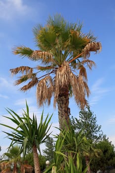 palm tree against blue sky on sunny day 
