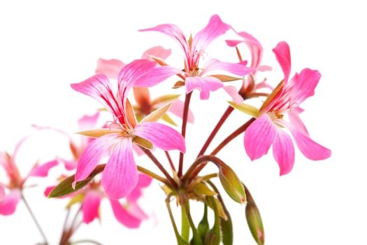 Pink Geranium flower in closeup over white background