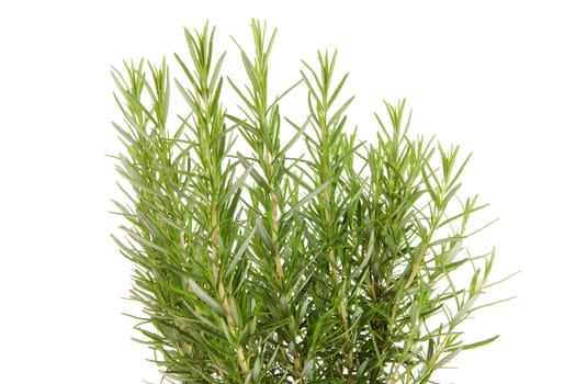 Fresh rosemary in closeup over white background
