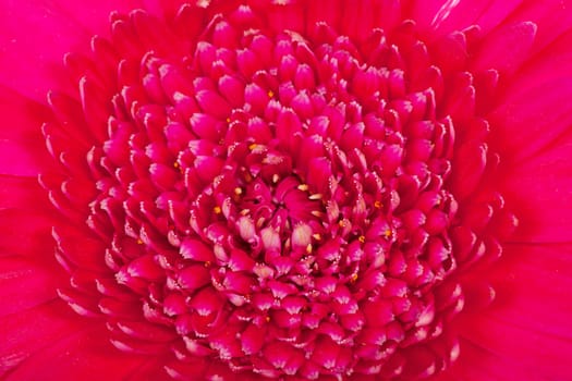 Macro of pink Gerber flower