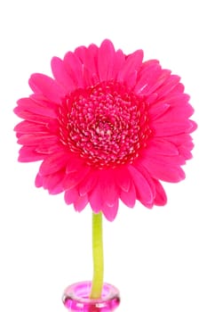 Pink Gerber flower in vase over white background