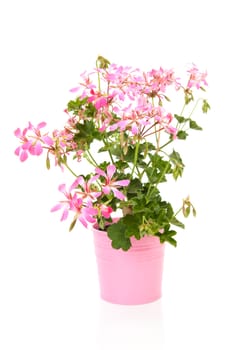 Pink Geranium flower in pot over white background