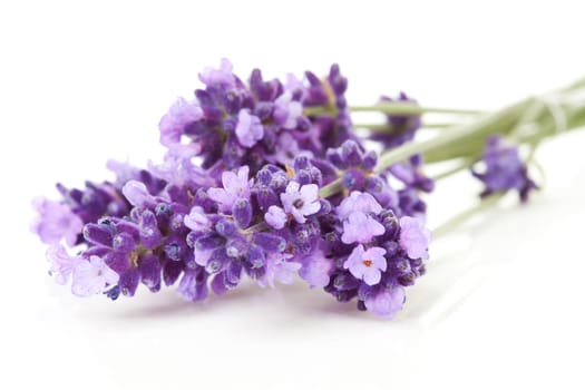 twigs lavender in closeup over white background 
