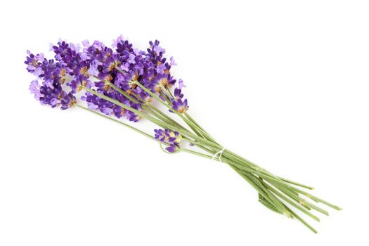 Bunch of picked lavender over white background