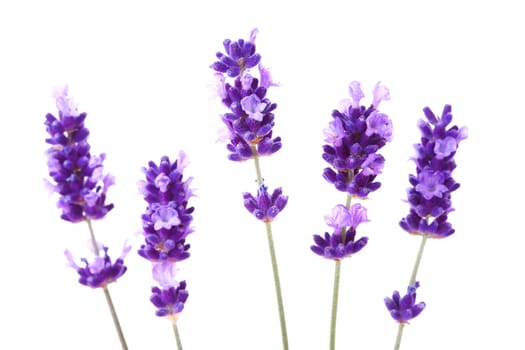 Lavender in closeup over white background