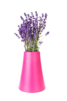 Bouquet of picked lavender in vase over white background