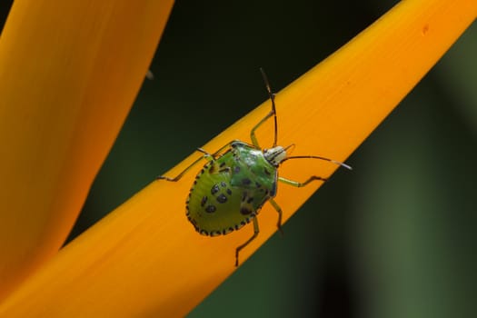 the green insect   perching on yellow flower