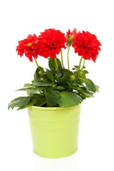 Red Dahlia flower in green pot over white background