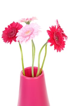 Pink Gerber flowers in vase over white background