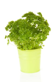 fresh parsley in bucket over white background