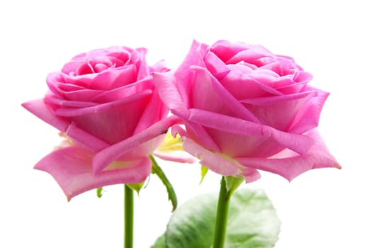 Two beautiful pink roses over white background