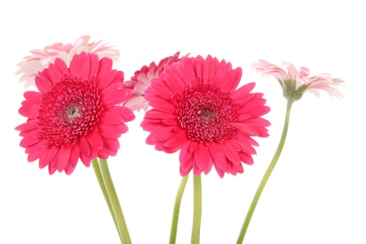 Pink Gerber flowers in closeup over white background