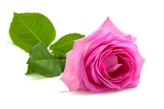 one beautiful pink rose over white background