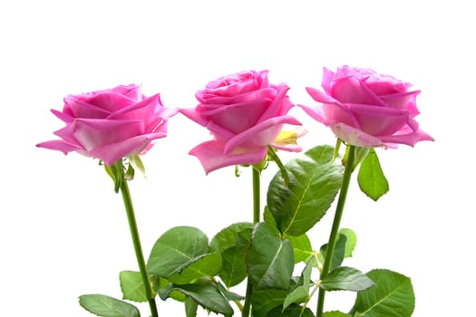 Three beautiful pink roses over white background