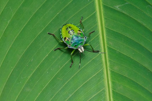 the green insect   perching on green banana leaf
