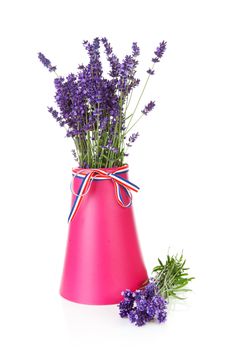 Bouquet of picked lavender in vase over white background