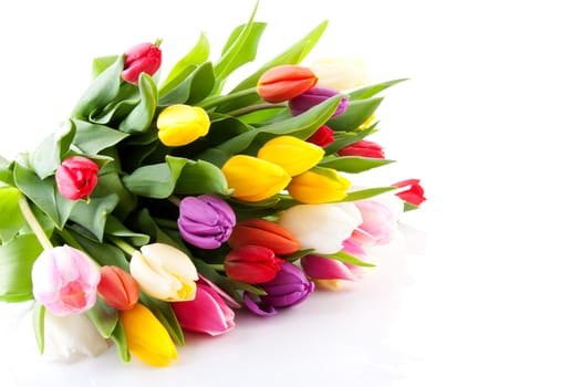 Bouquet of colorful Dutch tulips over white background