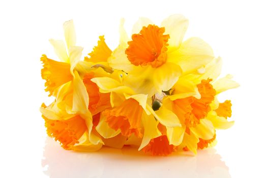 Yellow with orange daffodil flowers over white background 
