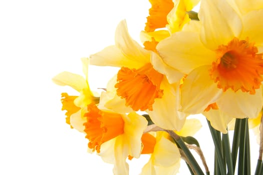 Yellow with orange daffodil flowers in closeup over white background