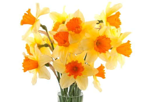 Yellow with orange daffodil flowers in vase over white background
