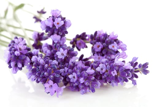 twigs lavender in closeup over white background 