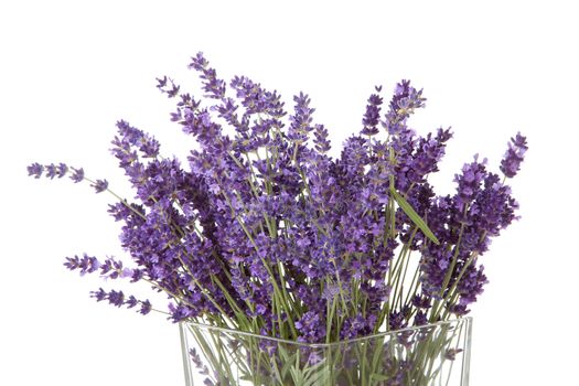 Bouquet of picked lavender in vase over white background