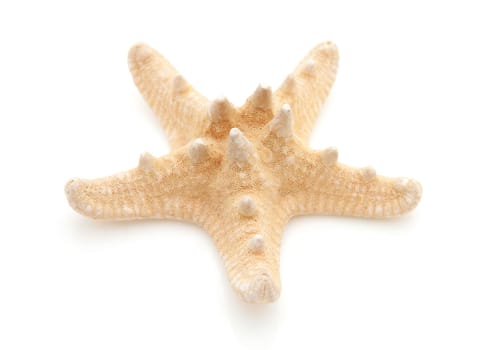 starfish in closeup isolated on white background