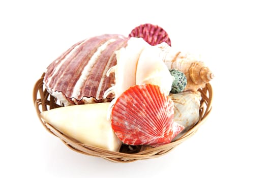 Couple of shells in basket over white background