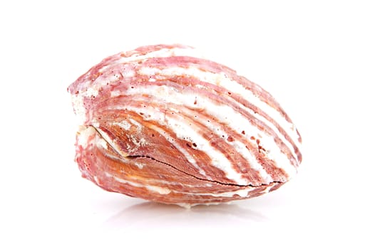 One big shell in closeup over white background