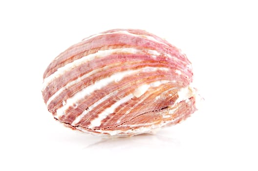 One big shell in closeup over white background