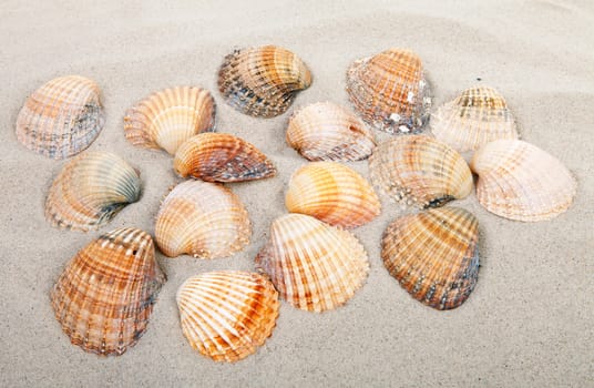 background of beach with shells 