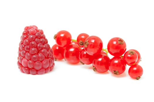 one raspberry and red currant berries in closeup over white background