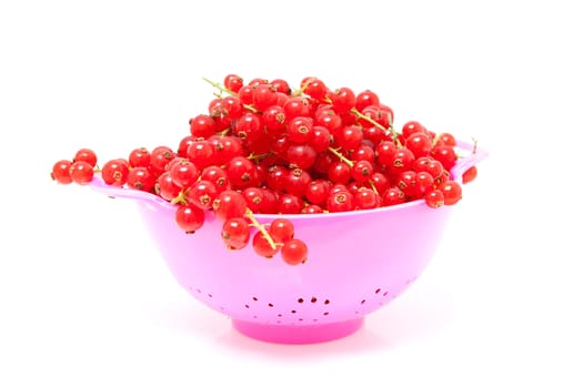 pink colander with red currant berries over white background