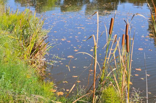 Reeds on the pond in the autumn