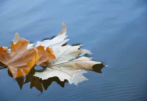 Fallen yellow leaf on the water in autumn